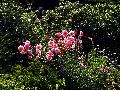 gal/holiday/Yeovil Area 2007 - Tintihull Gardens/_thb_Tintinhull_Gardens_P1010024.jpg